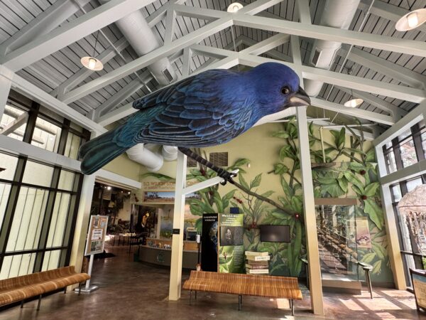 Inside the Nokuse Plantation Biophelia Center