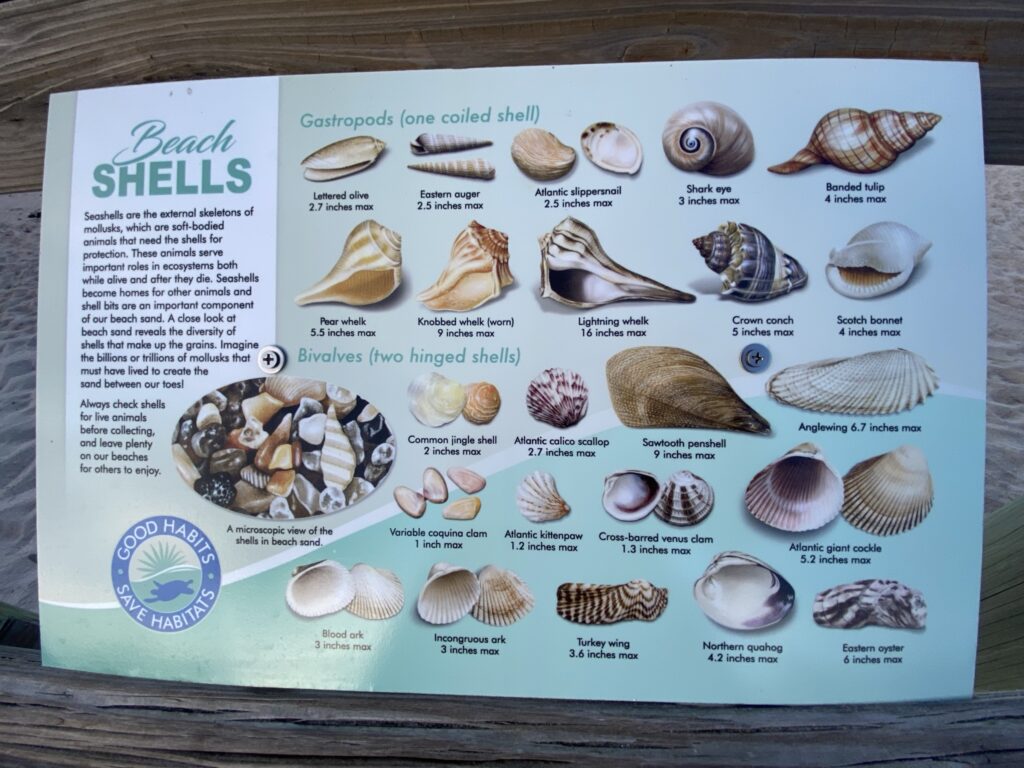 Local shell guide in Sebastian, Florida.
